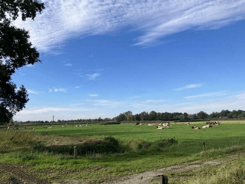 Enlarged image: landscape showing a piece of a tree on the left and some cows in the distance. 