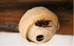 Enlarge picture: a spring nest of the Asian hornet, On the nest is an Asian hornet.