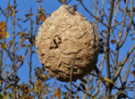 Enlarge picture: a summer nest of the Asian hornet. The nest hangs in a tree.