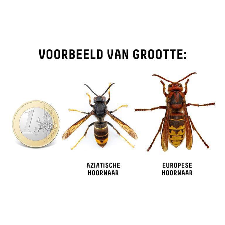 Enlarge image: on the left a 1-euro coin, next to it the Asian hornet and next to it the European hornet. This image clearly shows the difference in size.